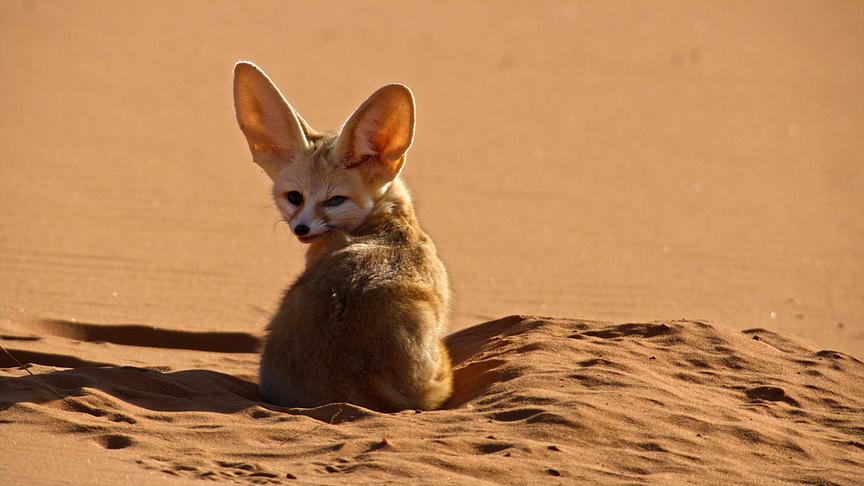 Im Bild: Fennek (Vulpes zerda). In der Sahara-Wüste in Marokko ruht sich ein Fennek, der kleinste Canide der Welt, vor seinem Bau aus, bevor er bei Einbruch der Dunkelheit auf die Jagd geht.
