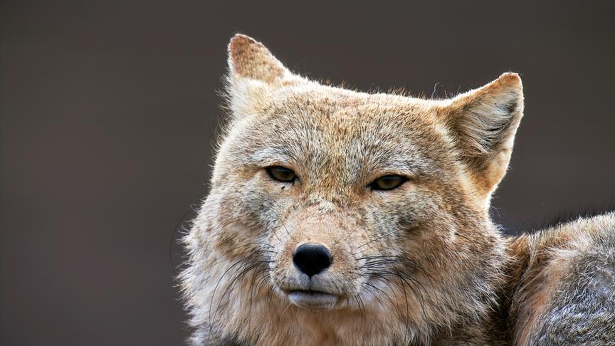 Im Bild: Tibetfuchs (Vulpes ferrilata). Tibetisches Hochland, Quinghai, China.