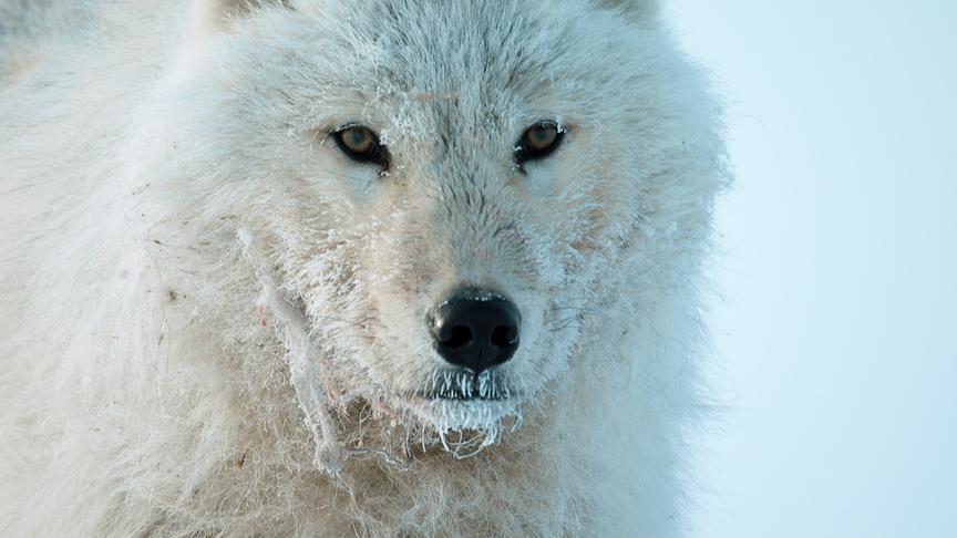 Im Bild: Polarwolf (Canis lupus arctos). Diese Unterart des Wolfes (Canis lupus) ist perfekt an das Leben in der eisigen arktischen Tundra von Ellesmere Island, Kanada, angepasst.