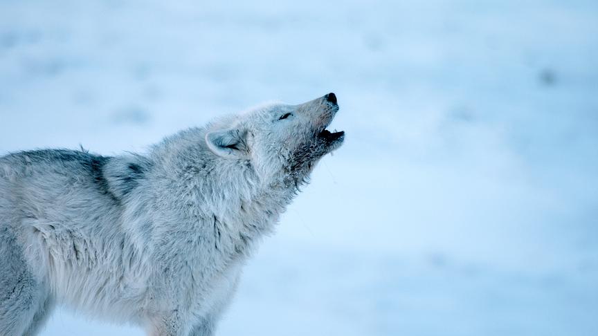 Im Bild: Polarwolf (Canis lupus arctos). Das Heulen eines Wolfs kann in der offenen Tundra bis zu 16 km weit gehört werden.