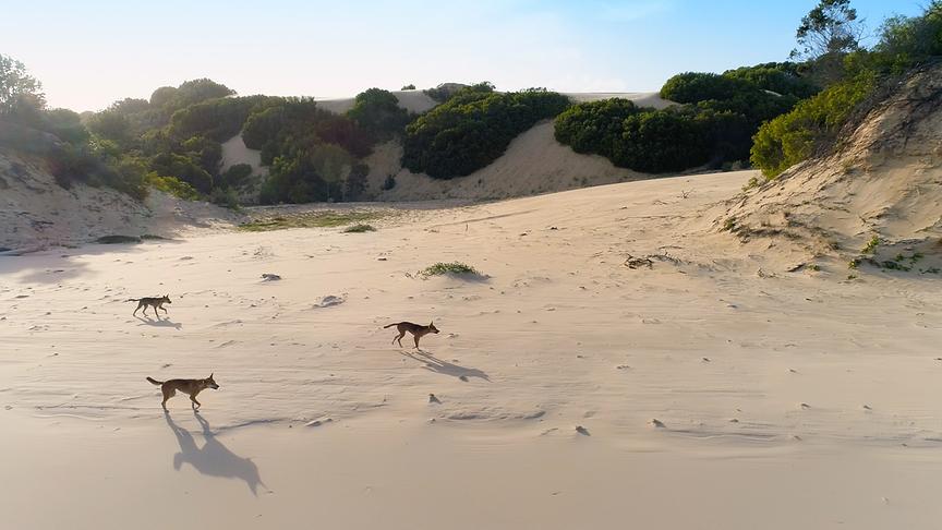 Im Bild: Dingo (Canis lupus dingo). Ein Rudel Dingos sprintet an den Stränden von K’gari in Queensland, Australien, entlang.