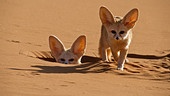 Im Bild: Fennek (Vulpes zerda). In der Sahara-Wüste in Marokko ruht sich ein Fennek, der kleinste Canide der Welt, vor seinem Bau aus, bevor er bei Einbruch der Dunkelheit auf die Jagd geht.