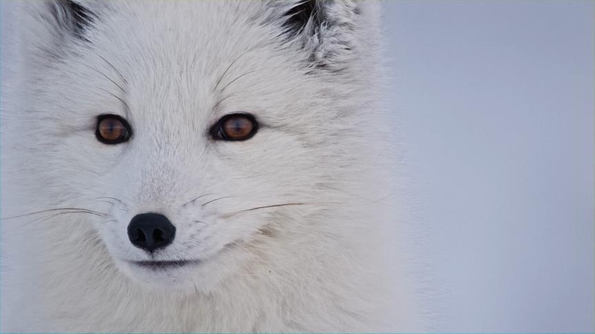 Im Bild: Polarfuchs (Vulpes lagopus) Hudson Bay, Kanada.