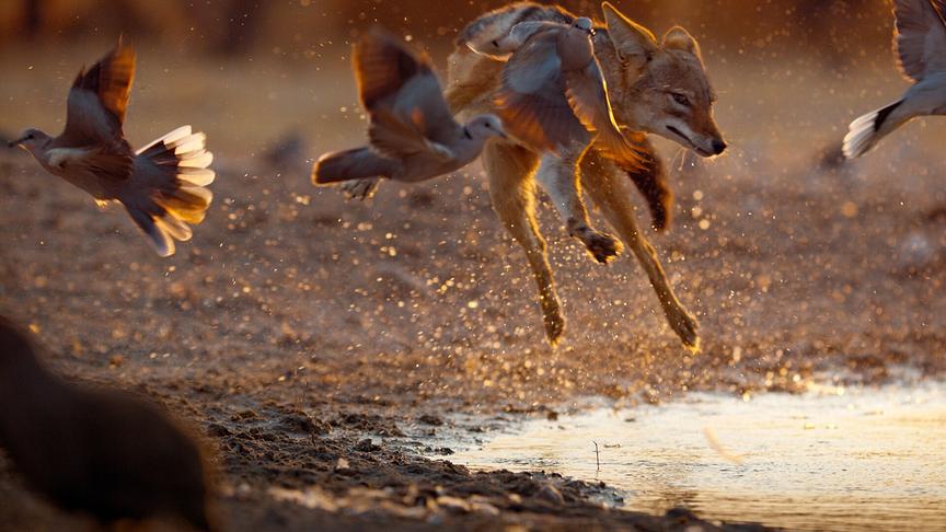 Im Bild: Schabrackenschakal (Lupulella mesomelas) auf der Jagd: In der Kalahari, Botswana, beobachtet, wie er geduldig Vögeln auflauert, die zum Trinken und Baden an die Wasserstelle kommen.