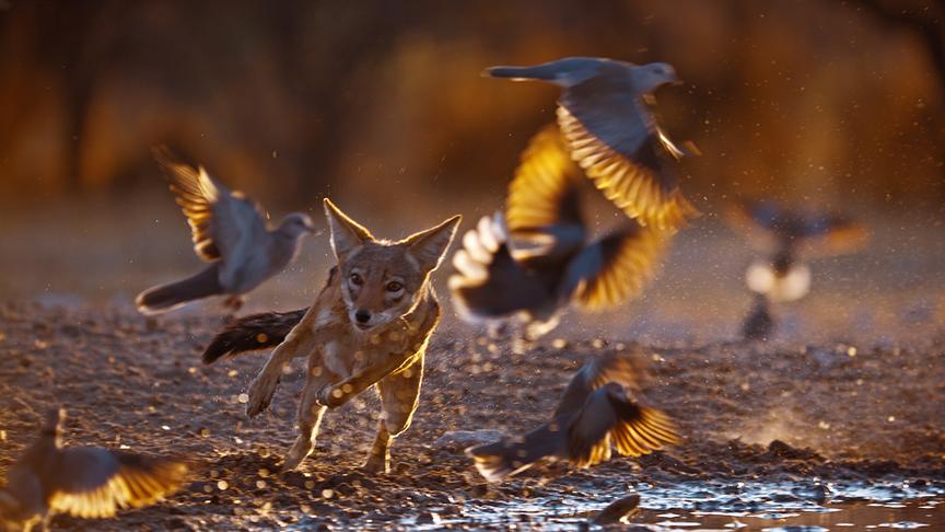 Im Bild: Schabrackenschakal (Lupulella mesomelas) auf der Jagd: In der Kalahari, Botswana, beobachtet, wie er geduldig Vögeln auflauert, die zum Trinken und Baden an die Wasserstelle kommen.