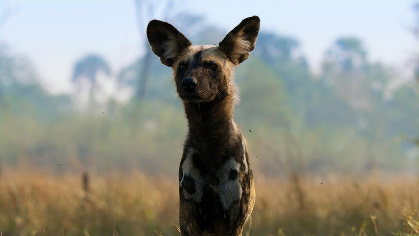 Im Bild: Afrikanischer Wildhund (Lycaon pictus) Moremi-Wildreservat, Botswana