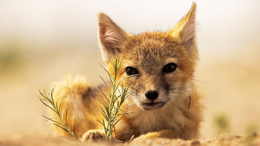 Im Bild: Swiftfuchs (Vulpes velox) Wyoming, USA.