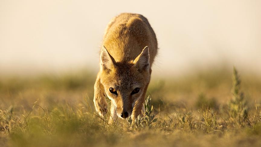 Im Bild: Swiftfuchs (Vulpes velox) Wyoming, USA.