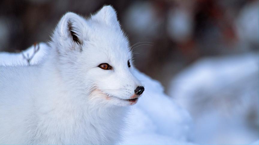 Im Bild: Polarfuchs (Vulpes lagopus) Hudson Bay, Kanada.