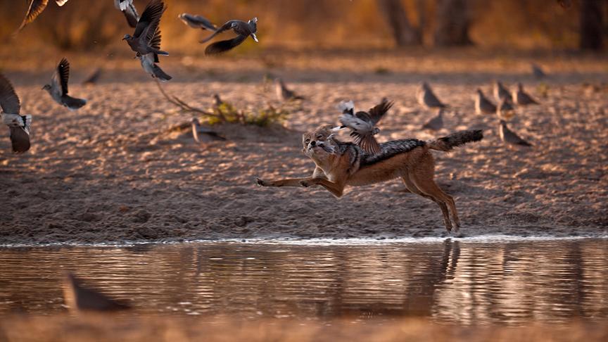 Im Bild: Schabrackenschakal (Lupulella mesomelas) auf der Jagd: In der Kalahari, Botswana, beobachtet, wie er geduldig Vögeln auflauert, die zum Trinken und Baden an die Wasserstelle kommen.