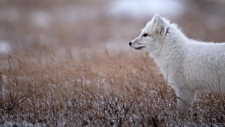 Im Bild: Polarfuchs (Vulpes lagopus) Hudson Bay, Kanada.