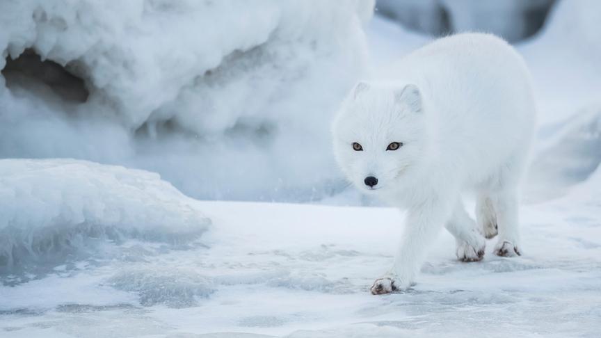 Im Bild: Polarfuchs (Vulpes lagopus) Churchill, Manitoba, Kanada.