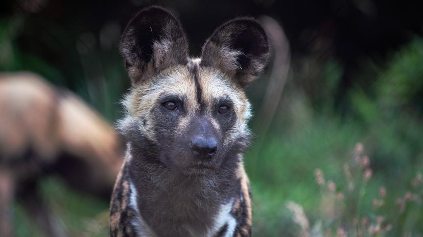 Im Bild: Afrikanischer Wildhund (Lycaon pictus) Moremi-Wildreservat, Botswana.