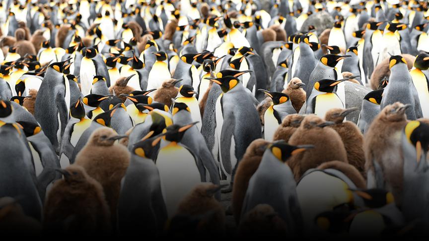 Eine Vielzahl Königspinguine mit Jungen dicht gedrängt stehend