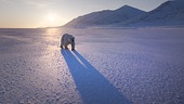 Im Bild: Eisbären sind die größten Landraubtiere der Erde. Etwa dreitausend Tiere streifen über das Meereis rund um die Inselgruppe Spitzbergen.