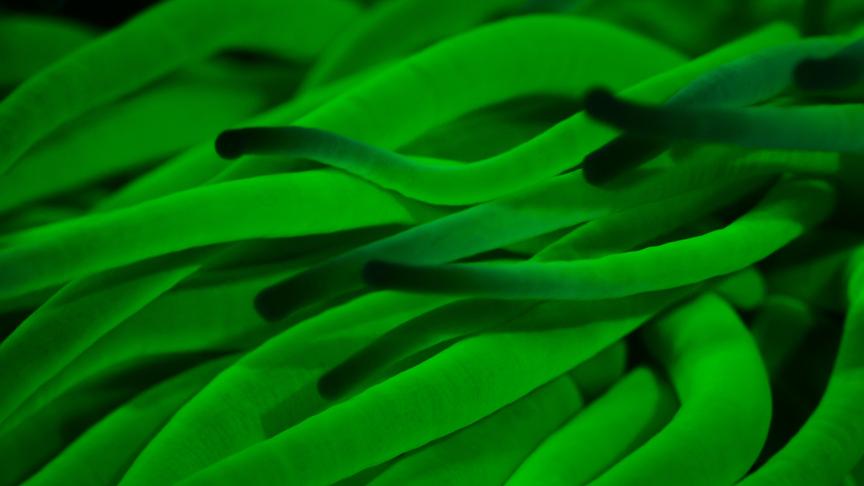 © Foto: ORF/Light & Shadow GmbH Im Bild: Erst durch die Bestrahlung mit ultraviolettem Licht können wir in die Sinneswelt der Tiere in den Meeren Europas eintauchen.