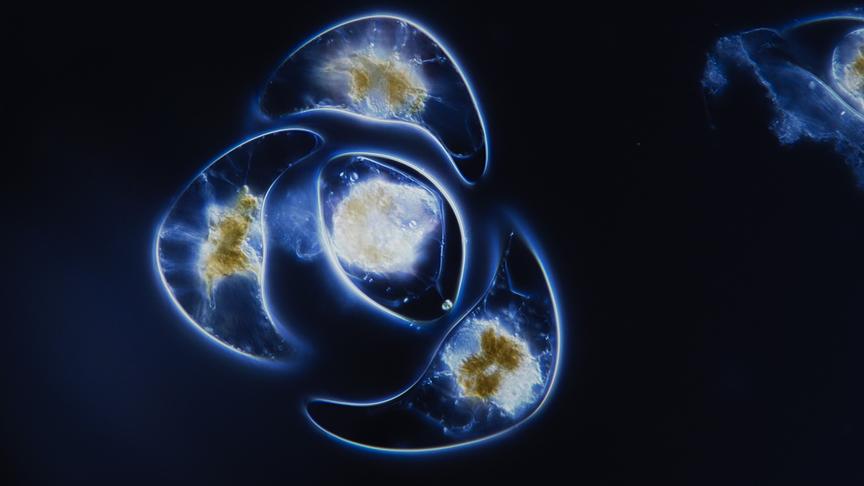 Im Bild: Das Meeresleuchten an den Küsten Europas wird von winzig kleinen einzelligen Algen erzeugt.