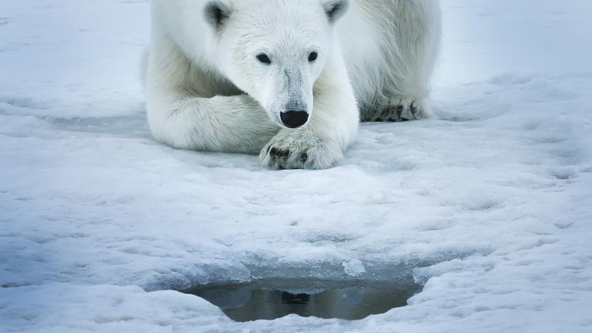 Im Bild: Eisbären können hervorragend riechen, und ihre Beute sogar unter dem Eis wittern.