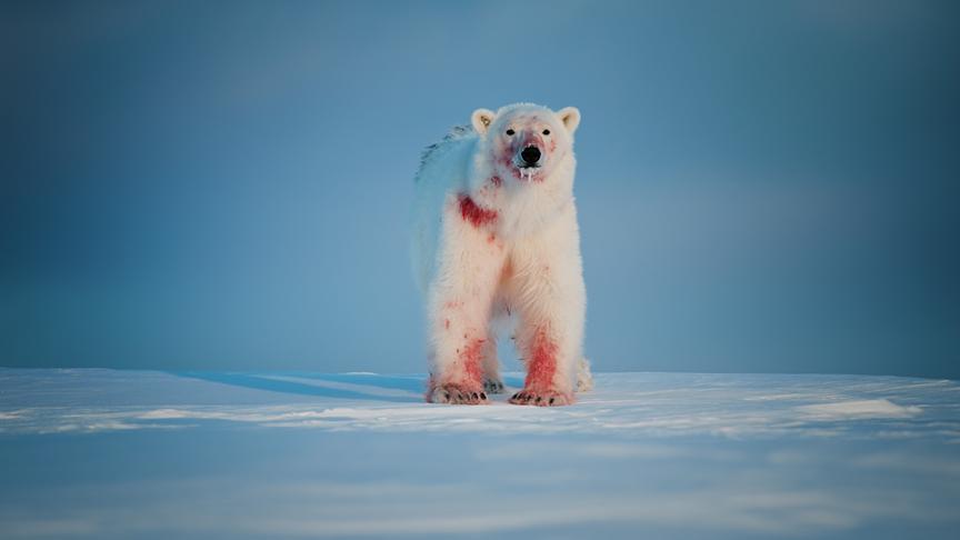 Im Bild: Eisbären sind die Herrscher über den nördlichsten Außenposten unseres Kontinents.