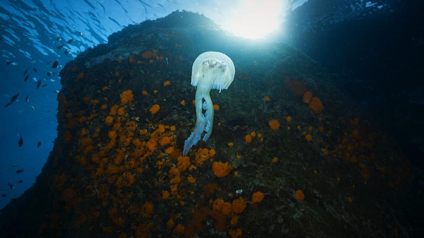 Im Bild: Die Gewässer vor der Küste Italien sind sehr nährstoffarm. Die Meeresbewohner dort müssen besonders einfallsreich sein.