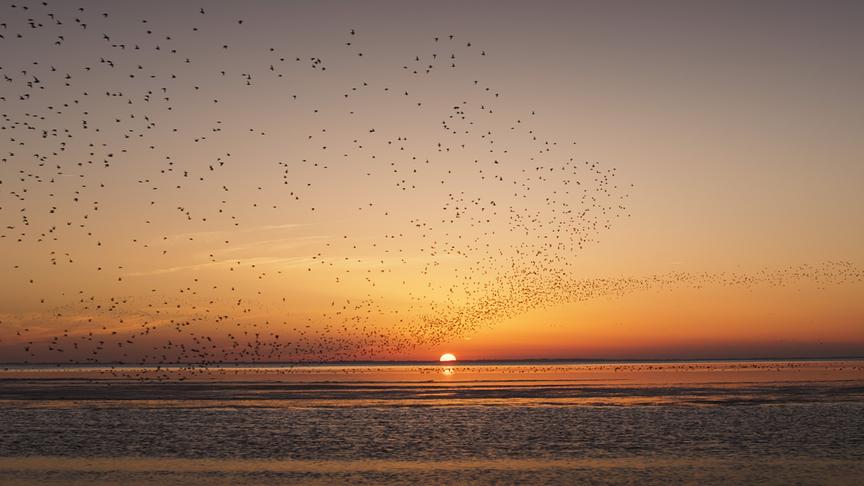 Im Bild: Das Wattenmeer ist einer der artenreichsten Lebensräume auf unserem Planeten.