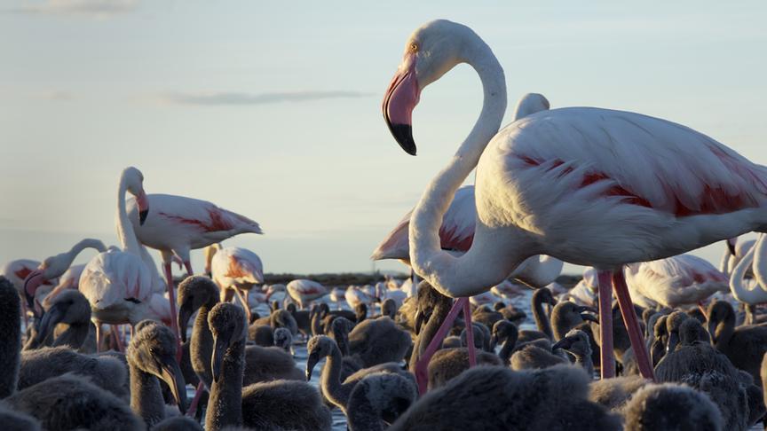 Im Bild: Die Brutkolonie der Flamingos in Südfrankreich ist eine der größten in Europa.