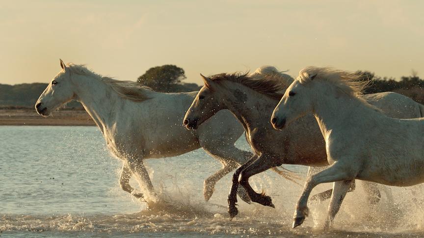 Im Bild: Das riesige Flussdelta der Camargue ist einer der letzten Orte in Europa, wo Pferde völlig frei und ungezähmt leben.