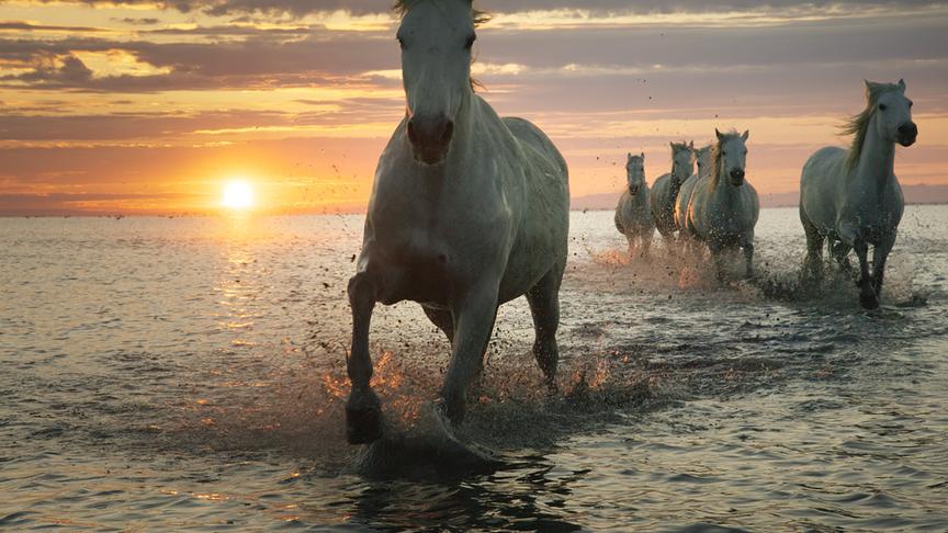 Im Bild: Wo die Rhone ins Mittelmeer mündet, ist die uralte Rasse der Camargue-Pferde seit Jahrtausenden zuhause.