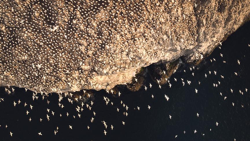 Im Bild: Die fischreichen Gewässer vor der schottischen Küste ziehen die Basstölpel magisch an.