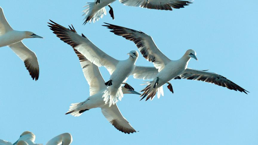 © Foto: ORF/Light & Shadow GmbH Im Bild: An der schottischen Küste bilden 150.000 Basstölpel die größte Vogel-Kolonie Europas