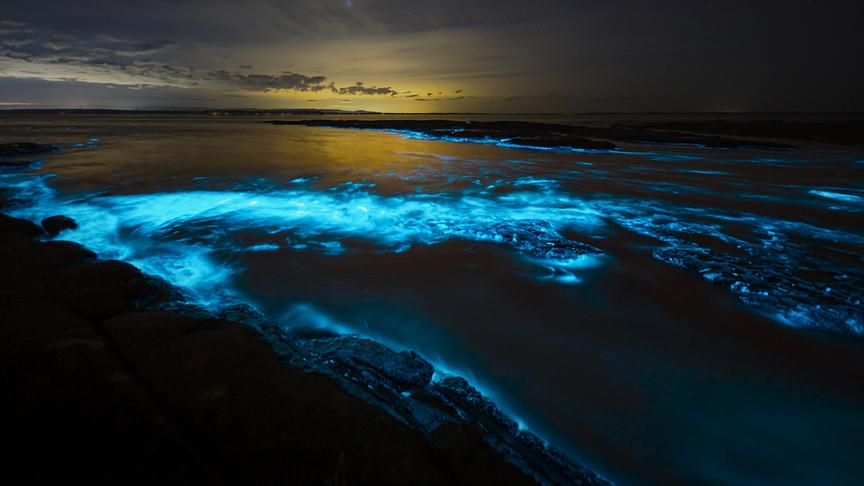 Im Bild: Das geheimnisvolle Meeresleuchten, erzeugt von Biolumineszenz tritt vor allem in warmen Sommernächten an den Küsten Europas auf.
