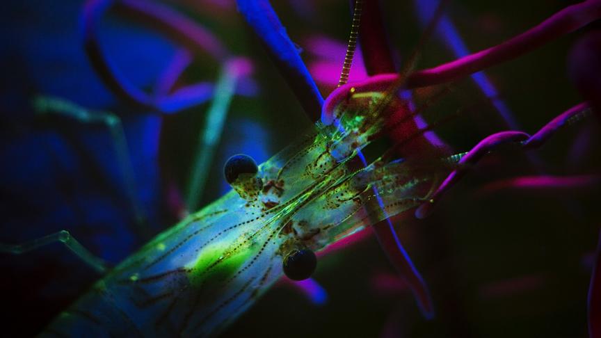Im Bild: Durch die Bestrahlung mit ultraviolettem Licht können wir in die Sinneswelt der Tiere eintauchen.