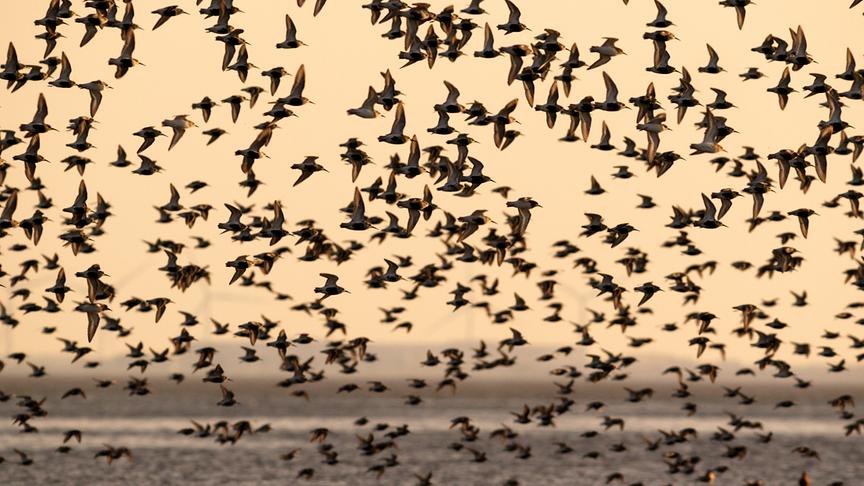 Im Bild: Das Wattenmeer ist einer der wichtigsten Rastplätze für Zugvögel in Europa.