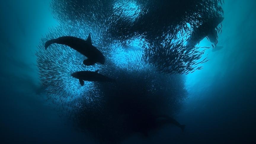 Im Bild: Orcas sind die vielleicht klügsten Jäger der europäischen Meere. Sie setzen auf Teamwork bei der Jagd.