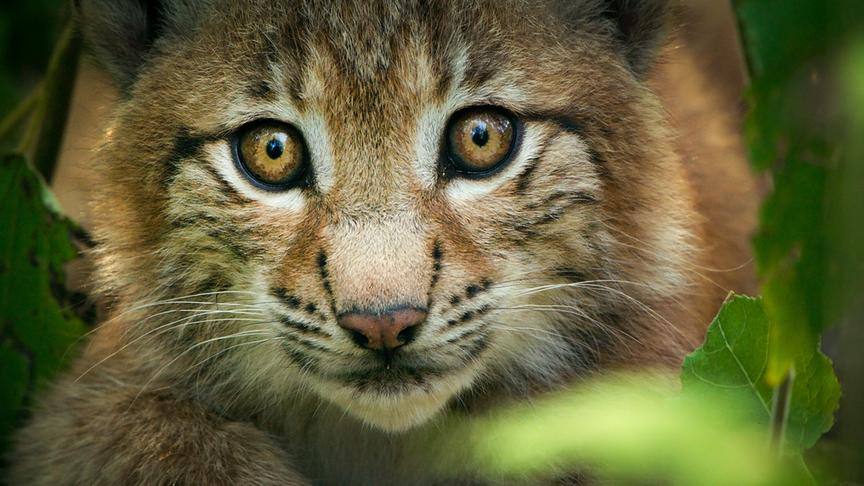 Im Bild: Luchse galten bis Mitte des letzten Jahrhunderts als ausgestorben, jetzt leben wieder 15 Luchsfamilien im Nationalpark Bayerischer Wald.