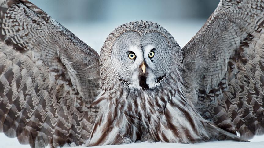 Im Bild: Mit einer Größe von rund 70 Zentimetern ist der Bartkauz eine der größten Eulen Europas.
