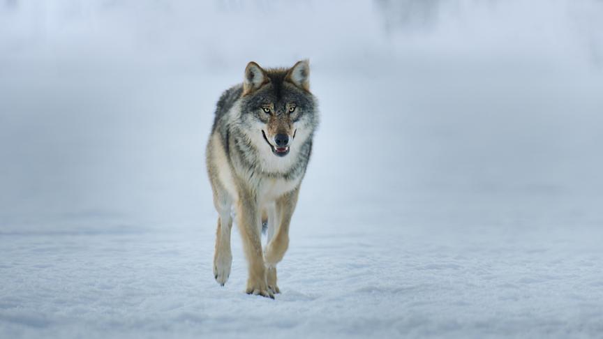 Im Bild: Wölfe jagen im Team und können sogar Braunbären in Bedrängnis bringen.