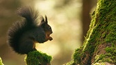 Im Bild: Eichhörnchen kommen in fast allen europäischen Wäldern vor.