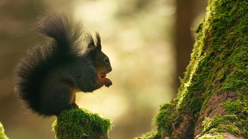 Im Bild: Eichhörnchen kommen in fast allen europäischen Wäldern vor.