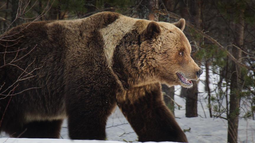 Im Bild: Solange noch Schnee liegt, ist die Nahrungssuche für alle Bewohner der Taiga schwierig.