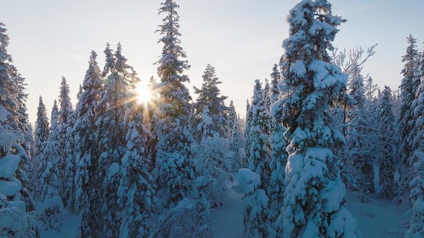 Im Bild: Im Winter verwandeln sich die nördlichen Wälder Europas in eine magische Welt.
