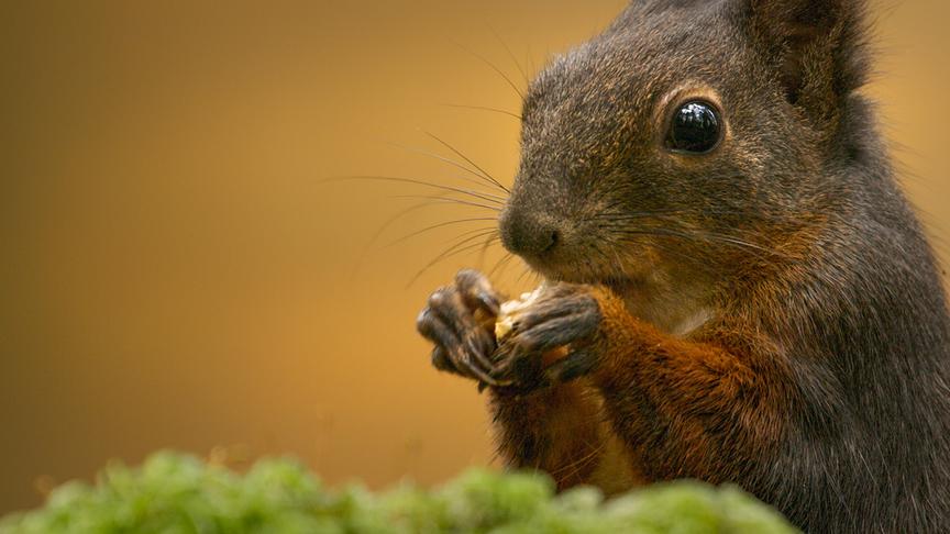 Im Bild: Eichhörnchen leben Fettreserven für den bevorstehende Winter an und fressen sich mit Samen, Früchten und Nüssen voll.