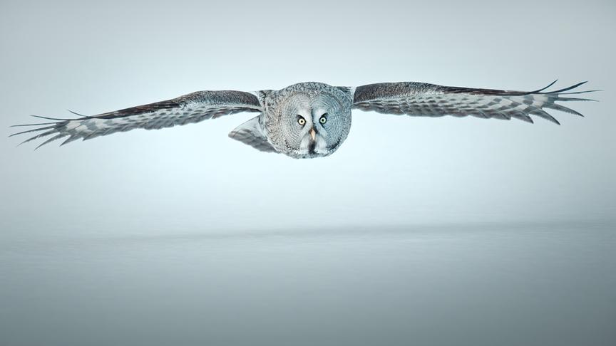 Im Bild: Die Wälder Nordeuropas sind die heimat eines lautlosen Jägers: des Bartkauzes!