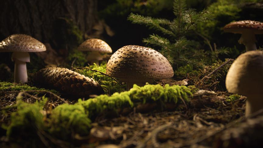 Im Bild: Pilze sind für die Wälder Europas unverzichtbar: sie ernähren sich von verrottendem Material und setzen dabei wichtige Nährstoffe frei.