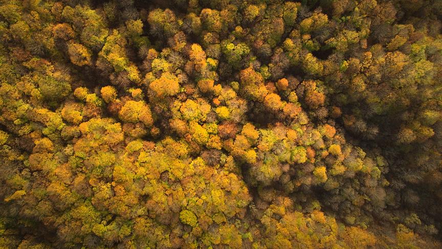 Im Bild: Über ein Drittel der Landfläche Europas besteht aus Wäldern – und unser Kontinent ist der einzige, dessen Waldgebiete wachsen.