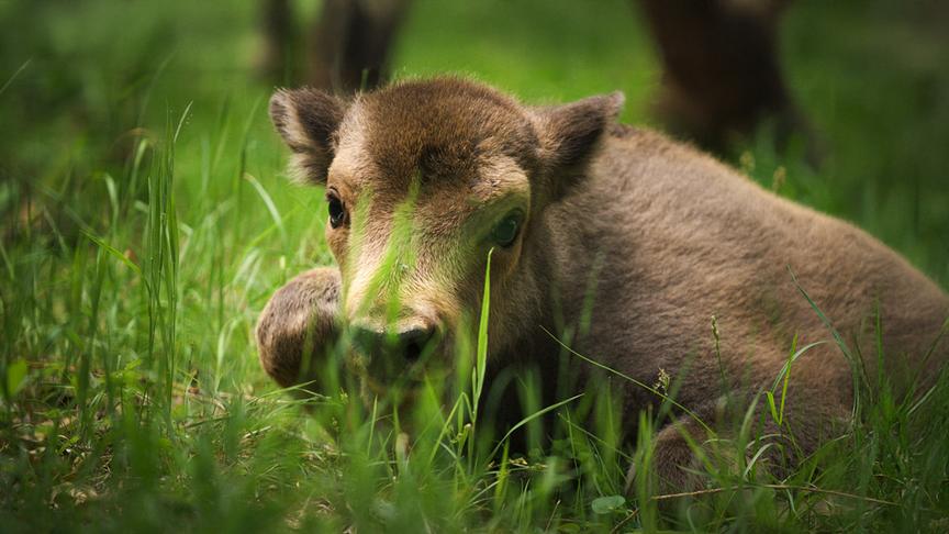 Im Bild: Wisente sind die größten Landsäugetiere Europas und wichtige Landschaftsgestalter.