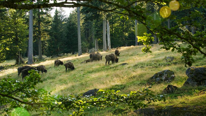 Im Bild: Wisente sind die größten Landsäugetiere Europas nach ihrer fast vollständigen Ausrottung ist der Bestand heutzutage wieder stabil.