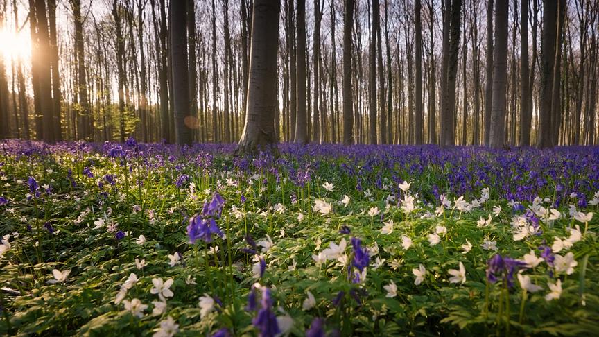 Im Bild: Belgiens Hallerbos ist für seine riesigen Blütenteppiche bekannt.