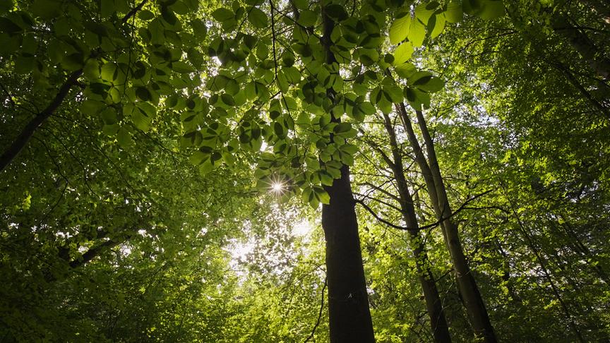 Im Bild: Überlässt man den Wald sich selbst, entstehen für viele Tiere neue Lebensräume.