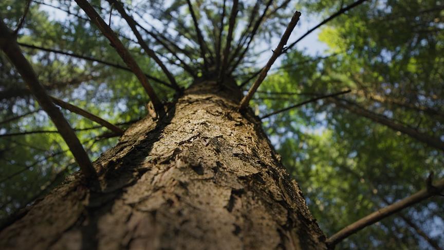 Im Bild: Bäume, die aufgrund von Trockenheit unter Stress stehen, produzieren weniger Harz und sind so anfälliger für Schädlingsbefall.